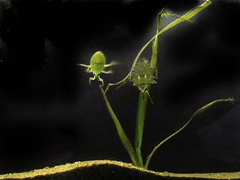 Video of hemipterans in the family Belostomatidae swimming in the aquarium