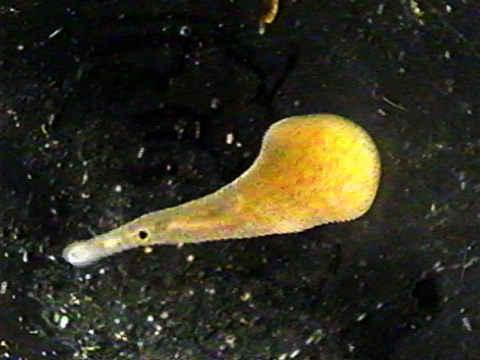 Video filmed under a microscope showing the movements of a leech