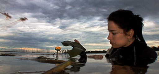 Video of the biologist work in the Lake Saint-Pierre wetlands.